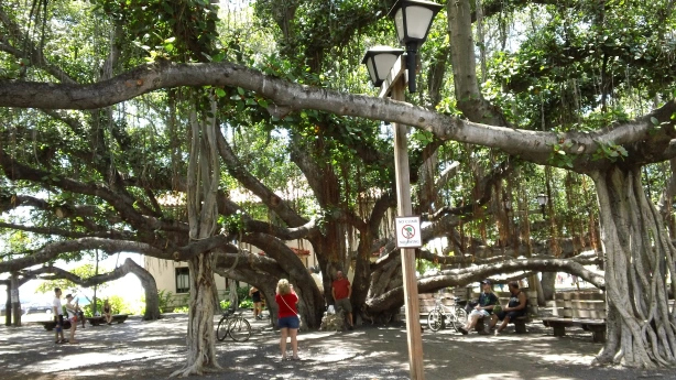 The 3rd Largest Banyan Tree