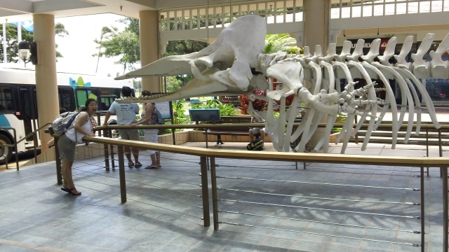 The skeleton of a whale in the Whaler's Village